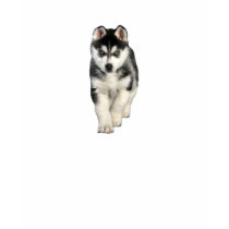 Siberian Husky Puppy Shirt