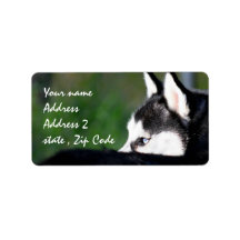 Siberian Husky Shipping Labels