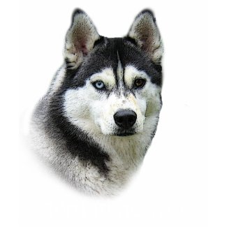 Siberian Husky Shirt shirt