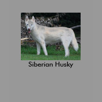 Siberian Husky shirt