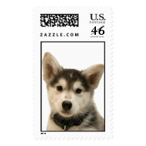 Siberian Husky Stamp (LARGE)