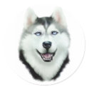 Siberian Husky stickers by DanesRUs Siberian Husky stickers