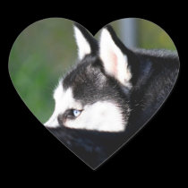 Siberian Husky Stickers stickers