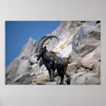 Siberian ibex print