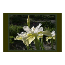 Siberian Iris Butter and Sugar posters