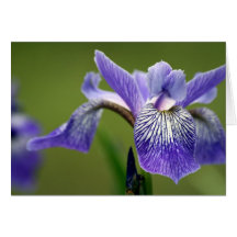Siberian Iris Greeting Card