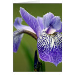 Siberian Iris Greeting Card