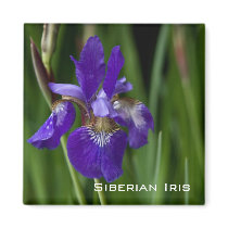 Siberian Iris Magnet