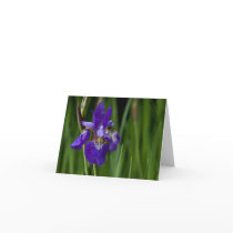 Siberian Iris Note Card by SabineSt Siberian Iris Note Card