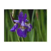 Siberian Iris Postcard