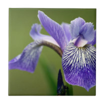 Siberian Iris  Trivet tiles