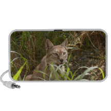 siberian lynx 004 iPod speaker
