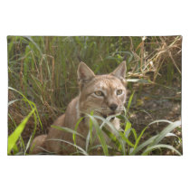 siberian lynx 004 placemats