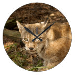 siberian lynx 006 clocks