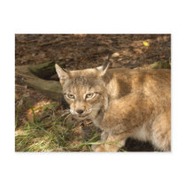 siberian lynx 006 postcards