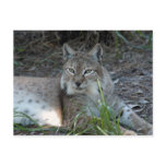 siberian lynx 017 post card