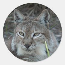 siberian lynx 017 round sticker
