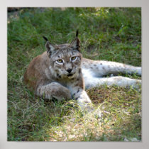 siberian lynx 027 posters