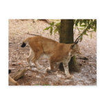siberian lynx 031 post cards