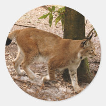 siberian lynx 031 round sticker