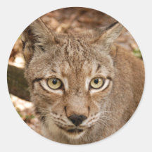 siberian lynx 032 round stickers