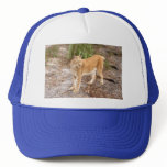 siberian lynx 034 hats