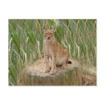 siberian lynx 040 post card