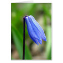 Siberian Squill Greeting Cards