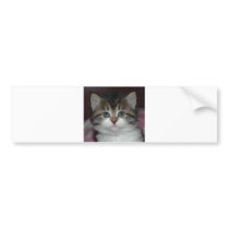 Siberian Tabby/White Kitten bumper stickers