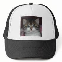 Siberian Tabby/White Kitten hats