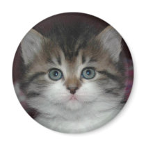 Siberian Tabby/White Kitten magnets