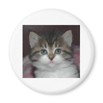 Siberian Tabby/White Kitten magnets