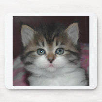 Siberian Tabby/White Kitten mousepads