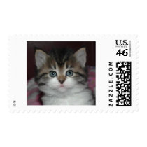 Siberian Tabby/White Kitten stamps