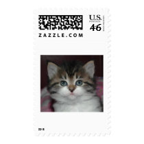 Siberian Tabby/White Kitten stamps