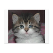 Siberian Tabby/White Kitten postcards