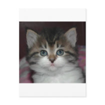 Siberian Tabby/White Kitten postcards