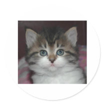 Siberian Tabby/White Kitten stickers by ArtistNikki Siberian Tabby/White Kitten stickers