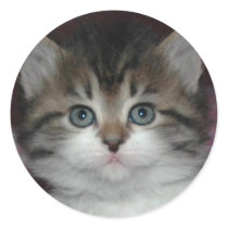 Siberian Tabby/White Kitten stickers
