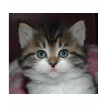 Siberian Tabby/White Kitten t-shirts