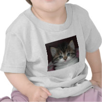 Siberian Tabby/White Kitten t-shirts