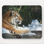 Siberian Tiger At Rest Close Up Mousepad