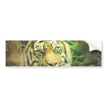Siberian Tiger Bumper Sticker