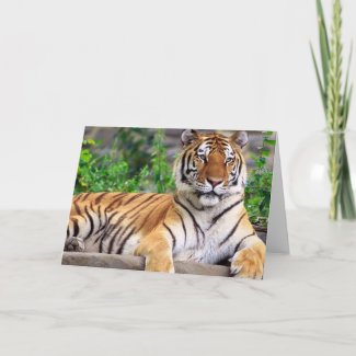 Siberian Tiger Card