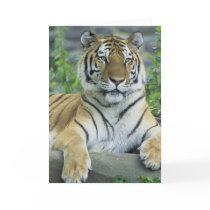 Siberian Tiger Card