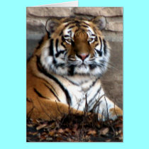 Siberian Tiger cards by Artists4God Siberian Tiger cards