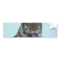 Siberian Tiger Close Up Face 2 Bumper Sticker