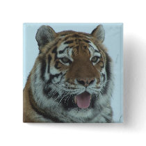 Siberian Tiger Close Up Face 2 buttons by thekingchivas Siberian Tiger Close Up Face 2 buttons