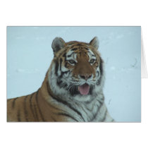 Siberian Tiger Close Up Face 2 Greeting Card
