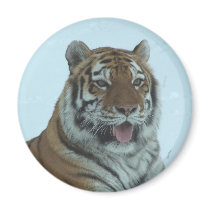 Siberian Tiger Close Up Face 2 Magnet